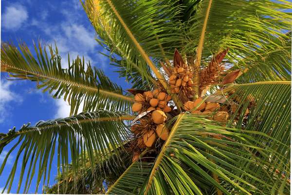 coconut 1-av-coirs