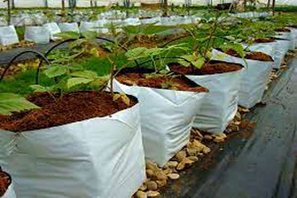 coir grow bags -2-av coirs